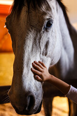 Child Hand Horse