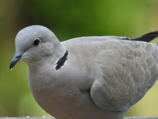 oiseau