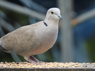 oiseau