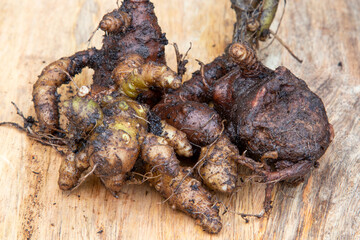 Madeira vine tubers (Anredera cordifolia) robust tropical vine with succulent leaves