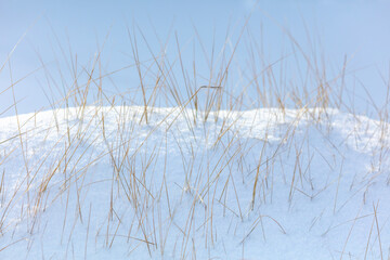 Dry grass in the snow in winter.