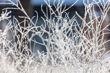 Dry grass in the snow in winter.