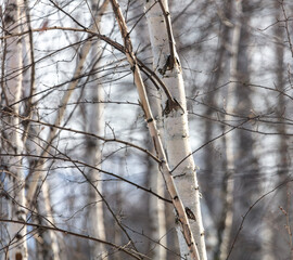 White birch trees in the forest