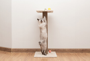playful cat climbing on scratching post and sharpening its claws. Pet training.