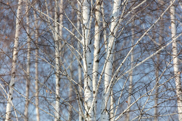 White birch trees in the forest