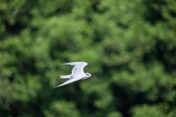 Tern in Flight