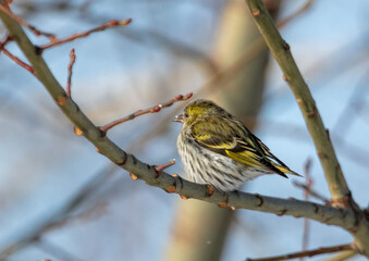 Portrait of a sparrow on a tree branch