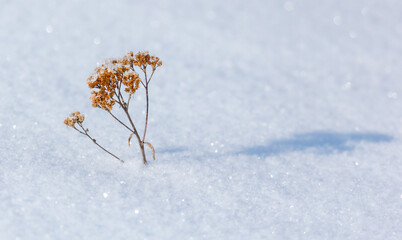Dry grass in the snow in winter.