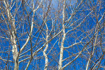 Bare branches on a tree against a blue sky.