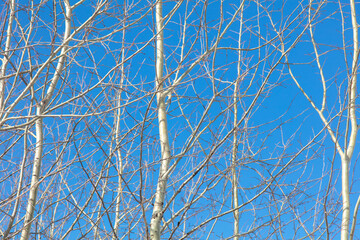 Bare branches on an aspen against a blue sky.