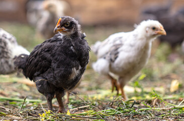 Portrait of a little chicken on the farm.