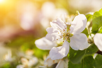 bee sits on a flower of a bush blossoming apple-tree and pollinates him