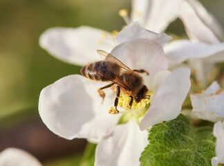 bee sits on a flower of a bush blossoming apple-tree and pollinates him