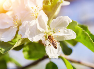 bee sits on a flower of a bush blossoming apple-tree and pollinates him