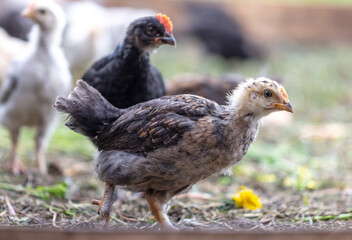 Portrait of a little chicken on the farm.