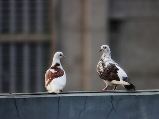 Pigeon on a wall