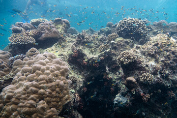 Naklejka na ściany i meble Snorkeling watching school fish swimming on coral reef under the sea