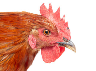 Portrait of a ginger rooster isolated on a white