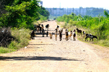 Flock of goats walking along rural road