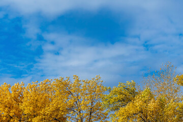 Blue cloudy autumn sky framed from below by the yellowed crown of trees.