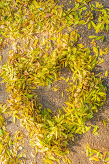 An impromptu heart made of fallen yellow leaves on a pedestrian sidewalk (asphalt).