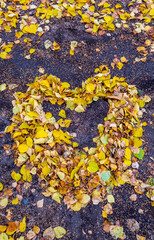 An impromptu heart made of fallen yellow birch leaves on black ground.