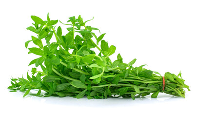 Obraz premium Limnophila geoffrayi or Limnophila aromatica vegetable (Rice Paddy Herb) isolated on the white background.