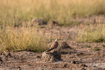 Common kestrel or european kestrel or Falco tinnunculus portrait perched on ground at tal chhapar sanctuary churu rajasthan india