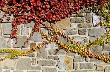 Massive stone wall partially covered with multicolor creeper plant in autumn. Detail, background...