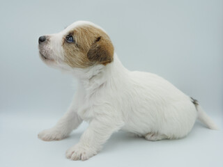 Little sweet jack russell terrier dog on a white background.