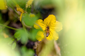 Biene bestäubt Gurkenblüte
