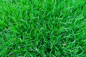 Close up of green grass texture, Green grass texture for background.