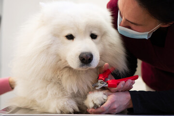 A purebred Samoyed is at the medical examination in the Veterinary clinic. The female groomer is cutting his nails.