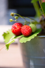 Erdbeeren hängen an Pflanze