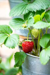 Erdbeeren hängen an Pflanze