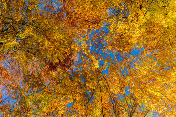 Herbstspaziergang rund um die Wartburgstadt Eisenach am Rande des Thüringer Waldes - Thüringen