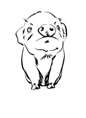 Cute baby pig, Funny little pig illustration, vector illustration