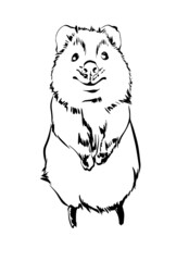 Cute baby quokka illustration, Smiling quokka, australian animal, Australia wildlife, vector illustration