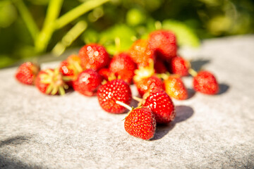 Erdbeeren