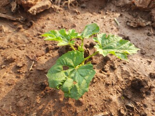 Bitter gourd plant. It is a vine plant. Its fruit has a bitter taste. This is a very good vegetable for diabetic patients.
Its other names bitter melon, bitter squash, balsam pear.
