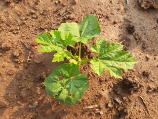 Bitter gourd plant. It is a vine plant. Its fruit has a bitter taste. This is a very good vegetable for diabetic patients.
Its other names bitter melon, bitter squash, balsam pear.