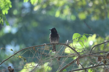 crested bulbul