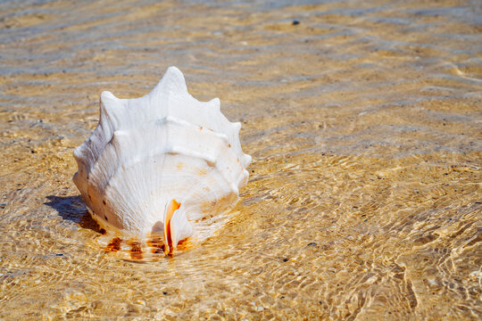 One big shell in the sand and water on beach. Macro closeup. High quality photo. 