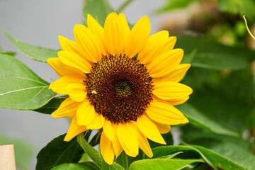 Sonnenblume mit wilder Biene