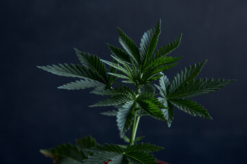 Young marijuana plant isolated on dark background.
