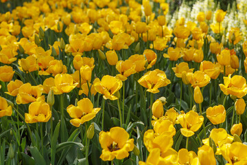 Obraz premium Yellow Tulip field