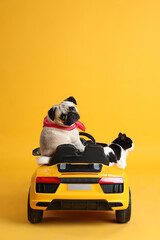Cute pug dog and cat in toy car on yellow background, back view