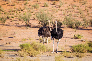 African Ostrich couple in desert area in Kgalagadi transfrontier park, South Africa ; Specie Struthio camelus family of Struthionidae