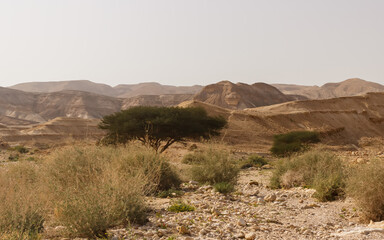 Bushes and trees in the Judean Desert in Israel