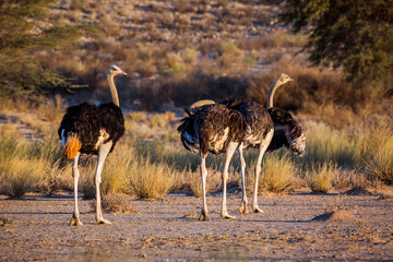 Naklejka premium Three African Ostrich walking rear view at dawn in Kgalagadi transfrontier park, South Africa ; Specie Struthio camelus family of Struthionidae